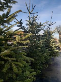 ABIES NORDMANNIANA 175/200