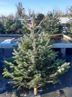 ABIES NORDMANNIANA I tr. 125/150