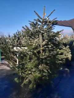 ABIES NORDMANNIANA I tr. 150/175