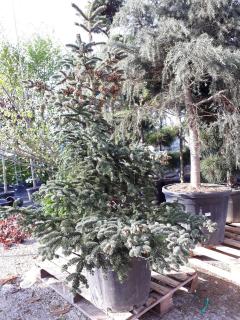 ABIES NUMIDICA, Clt. 65, 100-125-150