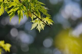 ACER SACCHARINUM, 8-10