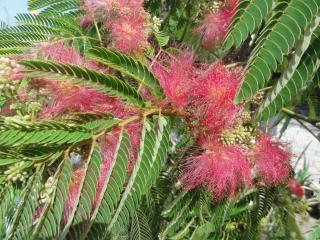 ALBIZIA JULIBRISSIN, Clt. 25, 150-175