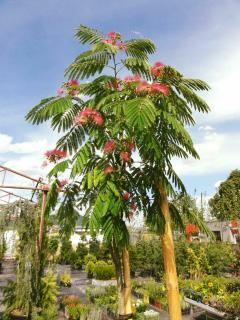 ALBIZIA JULIBRISSIN, Clt. 30, 8-10, vysokokmeň