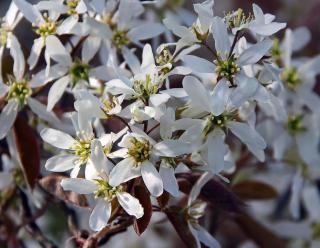 AMELANCHIER LAMARCKII, C3, 60/80