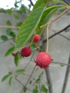 Amelanchier - MARTIN