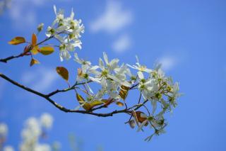 Amelanchier - SMOKEY