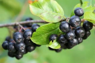 Aronia Nero