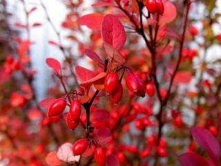 BERBERIS THUNBERGII ´ORANGE DREAM´, C2, 20/40