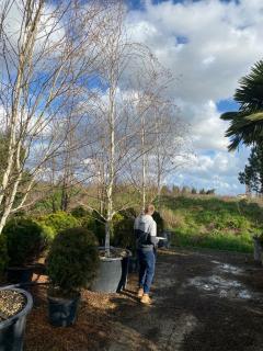 BETULA PENDULA 800-1000 - solitér