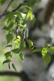 BETULA PENDULA ´MAGICAL GLOBE´, Clt. 25, 8-10, vysokokmeň