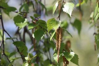 BETULA UTILIS, Clt. 18, 175-200, viackmeň