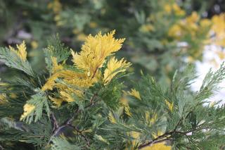 CALOCEDRUS DECURRENS ‘AUREOVARIEGATA‘, K25, 125/150