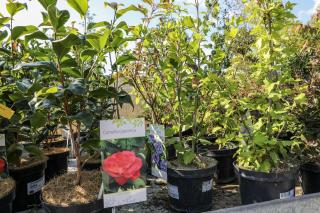 CAMELIA JAPONICA, K 2,5, 30-40