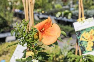 CAMPSIS RADICANS