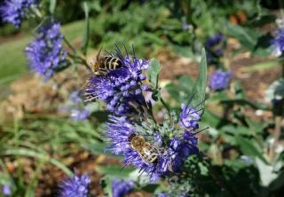 CARYOPTERIS CLADONENSIS