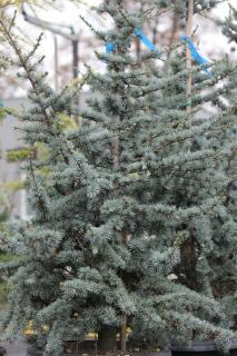 CEDRUS ATLANTICA ´GLAUCA´ 125/150