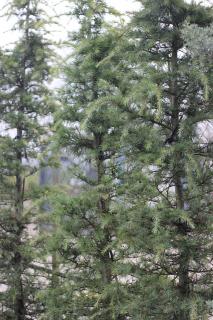 CEDRUS DEODARA ´AUREA´, K35, 150/175