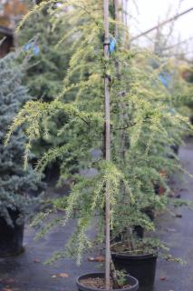 CEDRUS DEODARA ´AUREA´