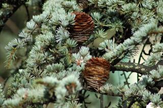 CEDRUS DEODARA ´PENDULA´, Clt.180, 3 vetvy, 20-25, 1/2 kmeň