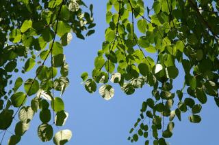 CERCIDIPHYLLUM JAPONICUM, Clt. 25