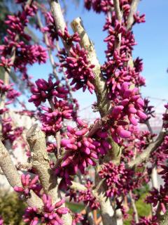 CERCIS CANADENSIS ´LAVANDER TWIST´, Clt. 180, 16-18, vysokokmeň