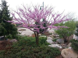 CERCIS CANADENSIS ´PINK POM POM´, Clt. 20, 6-8, 3/4 kmeň