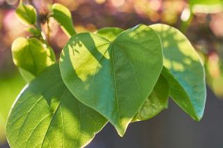 CERCIS CANADENSIS ´RISING SUN´, Clt. 15, 150-175