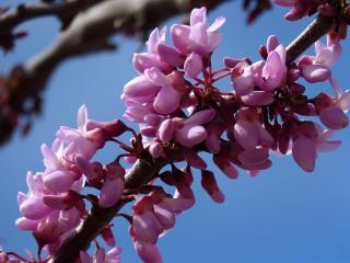 CERCIS SINENSIS ´AVONDALE´, Clt. 230, 18-20, vysokokmeň