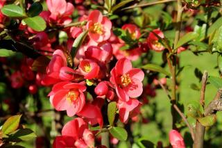 CHAENOMELES ´PINK QUEEN´, C3, 40/60