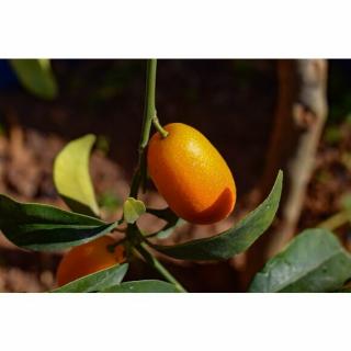 CITRUS JAPONICA KUMQUAT, Clt. 5, 1/4 kmeň