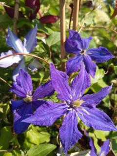 CLEMATIS MIX