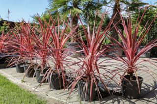 CORDYLINE, Clt. 60