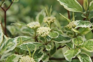 CORNUS ALBA ´SIBIRICA VARIEGATA´, C3, 60/80