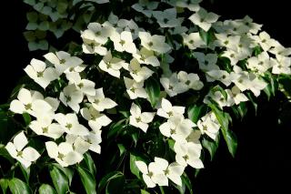 CORNUS KOUSA ´MILKY WAY´, Clt.20, 125-150