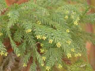 CRYPTOMERIA JAP. ´VILMORINIANA´, K2,5