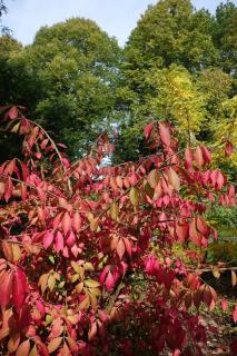 EUONYMUS ALATUS