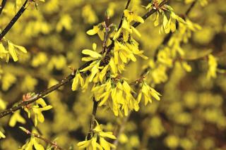 FORSYTHIA X INTERMEDIA ´LYNWOOD´, Clt. 7