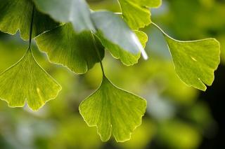 GINKGO BILOBA, Clt. 25, 200-250, RAMIFICATO