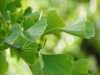 GINKGO BILOBA ´EIFFEL´, Clt. 35, 175-200,