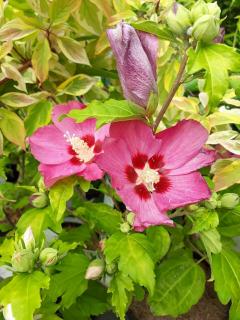 HIBISCUS SYRIACUS, Clt.9, 1/4 kmeň