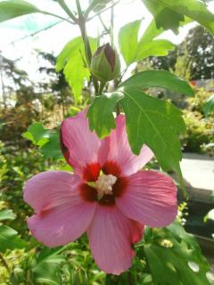 HIBISCUS SYRIACUS, Clt.9