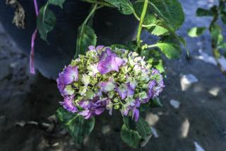 HYDRANGEA MACROPHYLLA, Clt. 70, mix farieb