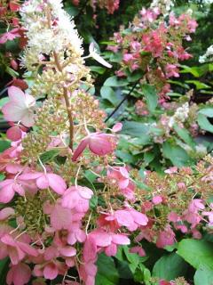 HYDRANGEA PANICULATA ´CANDLELIGHT´, C3, 40/60