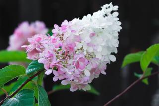 HYDRANGEA PANICULATA ´PHANTOM´, Clt. 7,5