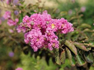 LAGERSTROEMIA INDICA, Clt.10, 1/2 kmeň