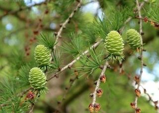 LARIX DECIDUA, K4