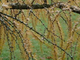 LARIX KAEMPFERI ´STIFF WEEPING´