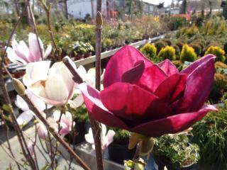 MAGNOLIA ´BLACK TULIP´, Clt.10, 80-100