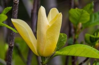 MAGNOLIA ´GOLDEN SUN´, Clt.10 80-100