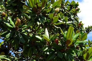 MAGNOLIA GRANDIFLORA ´GALLISONIENSIS´, Clt. 180, 18-20, vysokokmeň